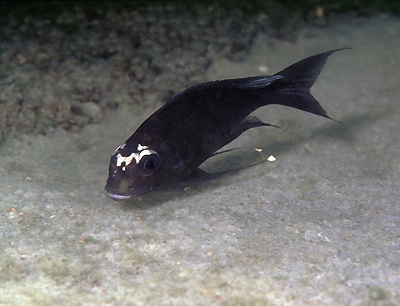 Ophthalmotilapia sp. 'whitecap' Sibwesa